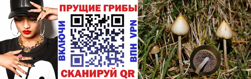 маркетплейс наркотические препараты  продажа наркотиков  Северо-Курильск  Галлюциногенные грибы Cubensis 